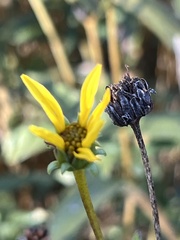 Helianthus exilis