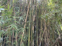 Bambusa oldhamii