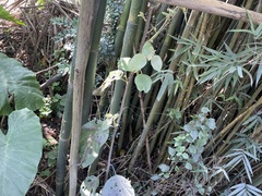 Bambusa oldhamii