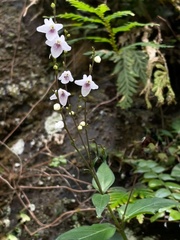 Codonacanthus pauciflorus
