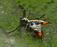 Micrathena schreibersi