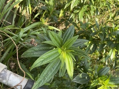 Boehmeria densiflora