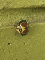 Australoneda bourgeoisi