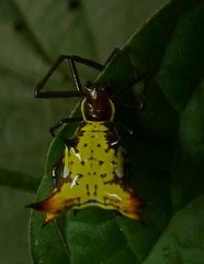 Micrathena fissispina