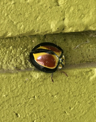 Australoneda bourgeoisi