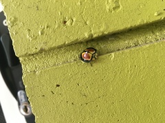 Australoneda bourgeoisi