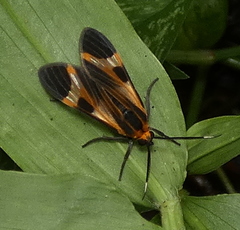 Dycladia