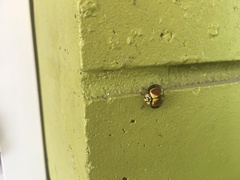 Australoneda bourgeoisi