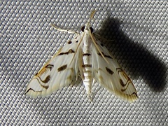 Neurophyseta camptogrammalis