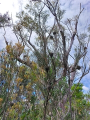Hakea propinqua