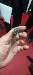 Pterygota