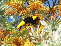 Sericulus chrysocephalus