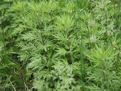 Artemisia verlotiorum