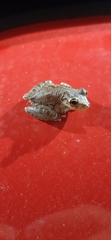 Scinax x-signatus