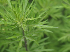 Artemisia verlotiorum