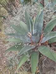 Agave asperrima
