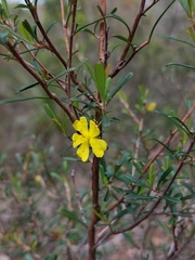 Hibbertia monogyna