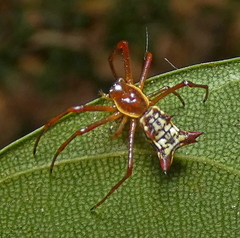 Micrathena fissispina