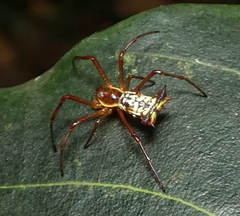 Micrathena fissispina