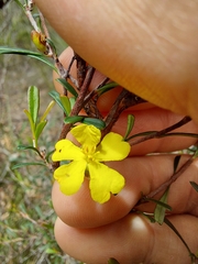 Hibbertia monogyna
