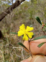 Hibbertia monogyna