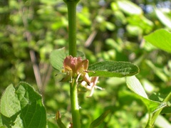 Lonicera alpigena