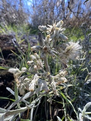 Pseudognaphalium beneolens