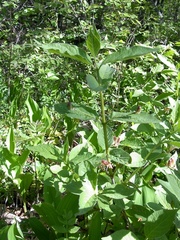 Lonicera alpigena
