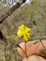 Hibbertia monogyna