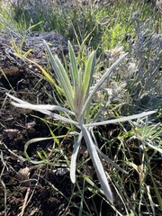 Pseudognaphalium beneolens