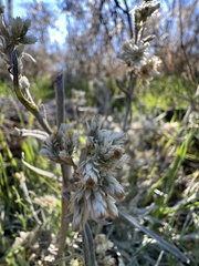 Pseudognaphalium beneolens