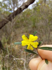 Hibbertia monogyna