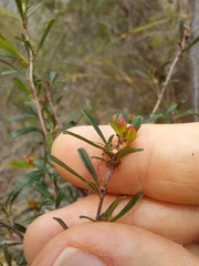 Hibbertia monogyna