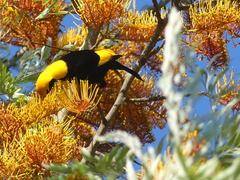 Sericulus chrysocephalus