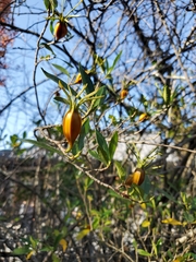 Magnoliopsida