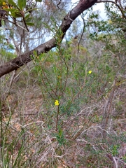 Hibbertia monogyna