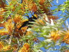 Sericulus chrysocephalus