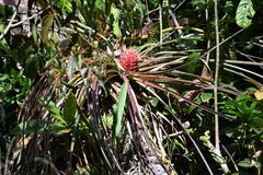 Aechmea longifolia