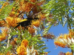 Sericulus chrysocephalus