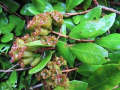 Metrosideros fulgens