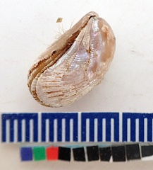 Brachidontes granulatus