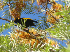 Sericulus chrysocephalus