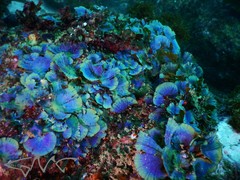 Lobophora variegata