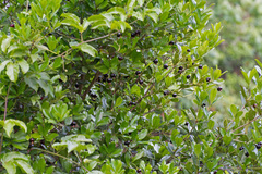 Eugenia brasiliensis