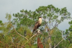 Caracara plancus cheriway