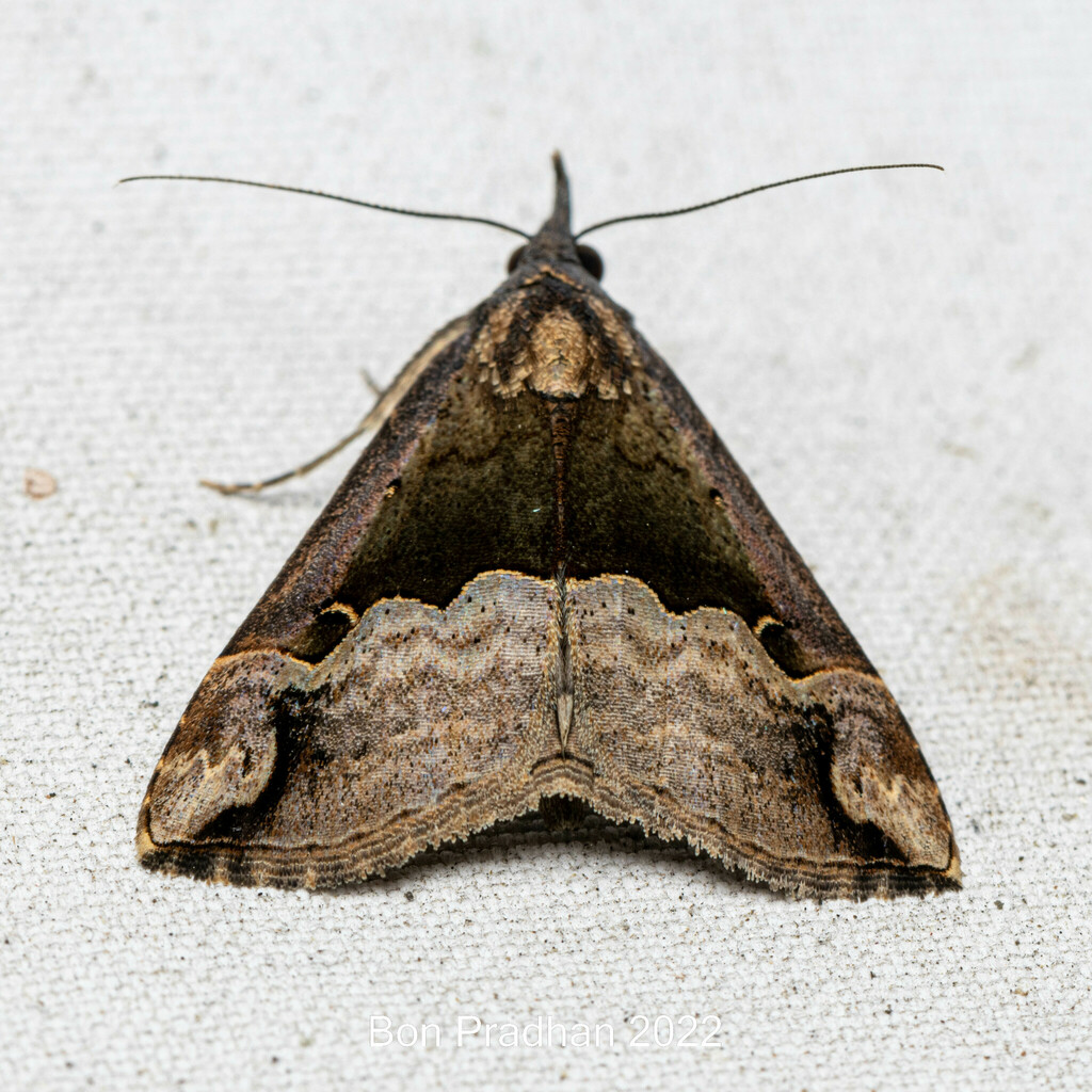 Hypena indicatalis