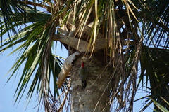 Melanerpes superciliaris