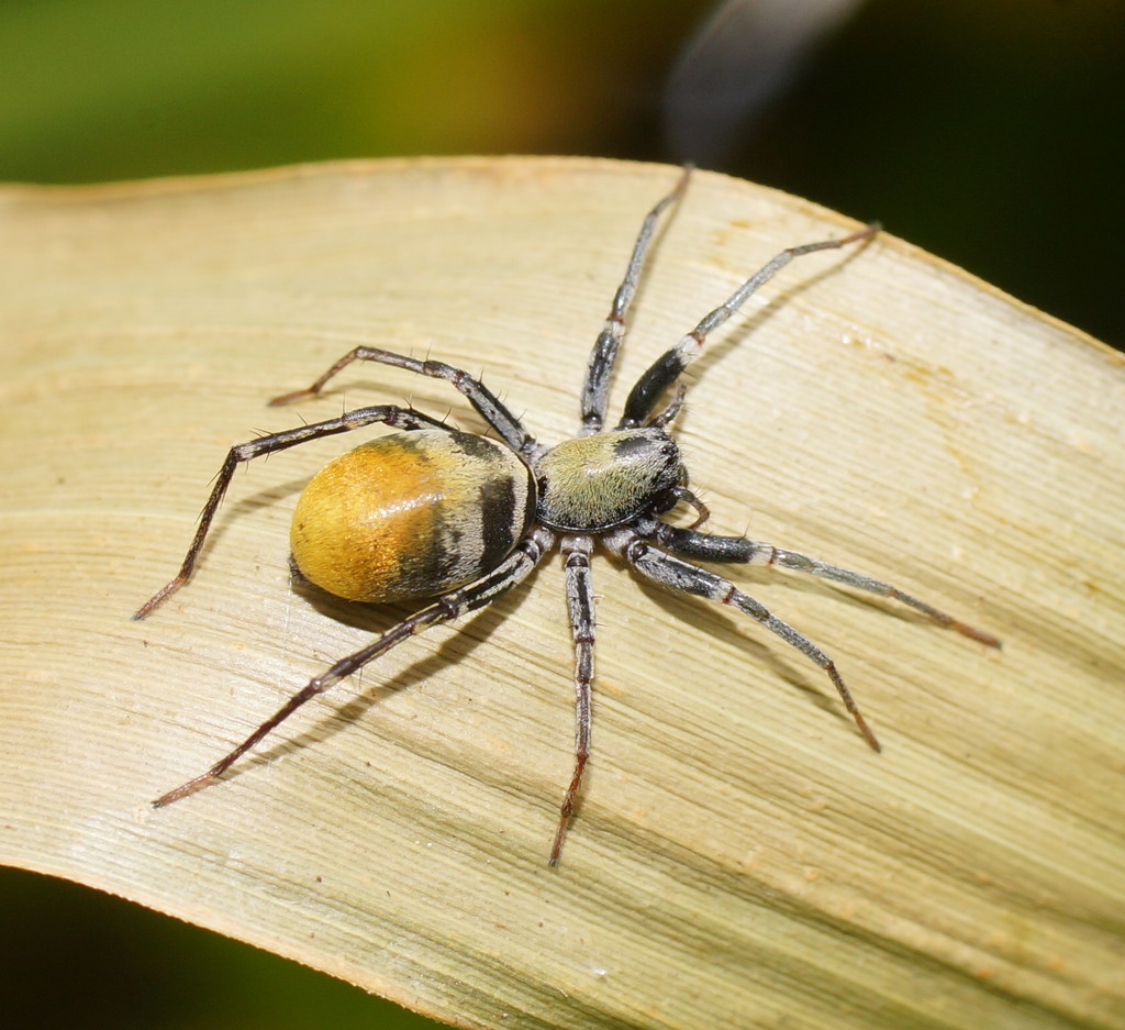 Golden-tailed Swift Spider