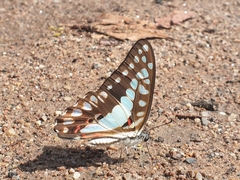 Graphium eurypylus