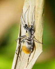 Nyssus luteofinis